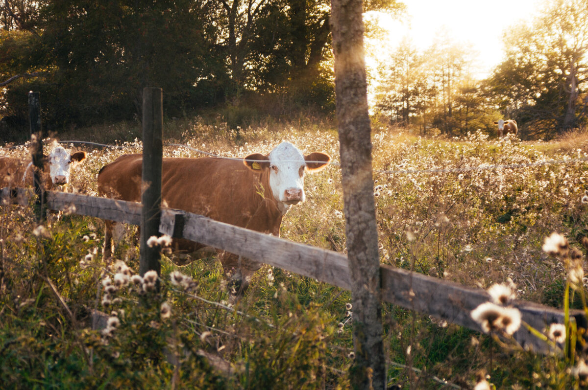 Brown and white beef cows grazing in a wooded field during sunrise.