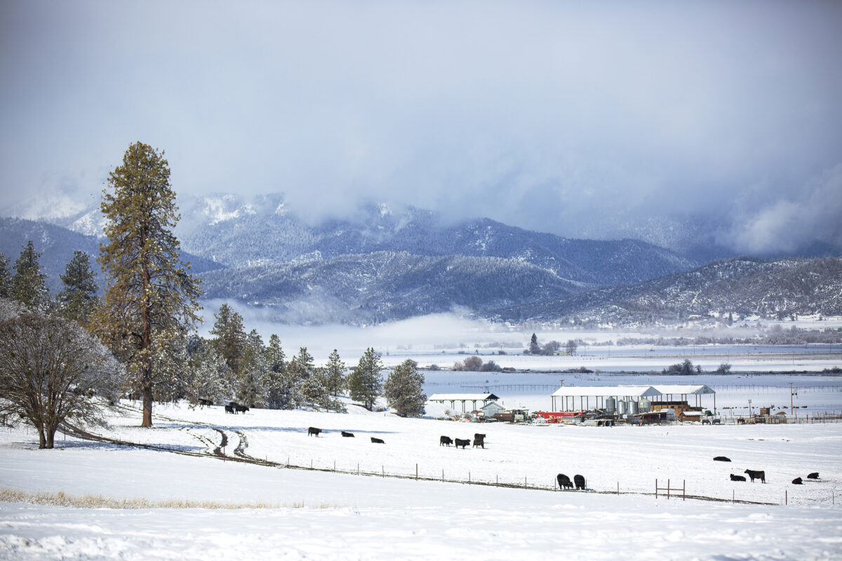 Alt: Beef cows grazing in a snowy field in the countryside at Five Marys Farms in Fort Jones, California.
