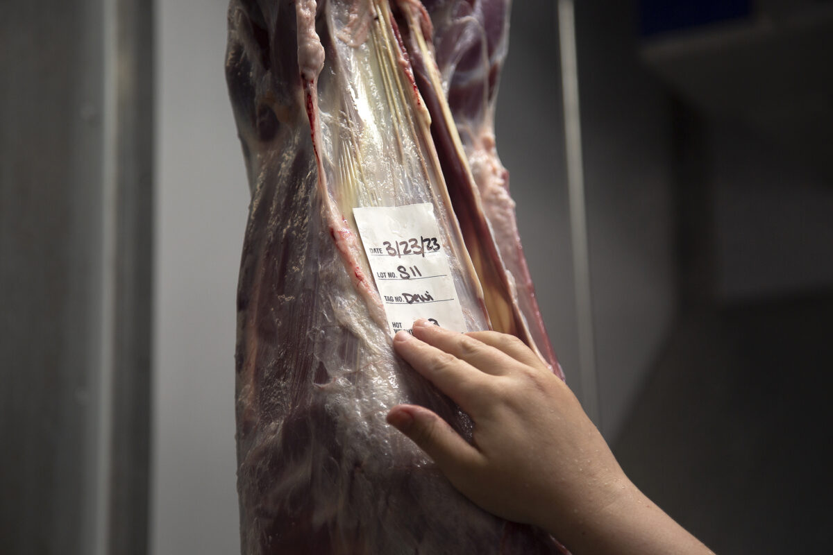 Beef half carcass tagged with lot and traceability number hanging in a Friesla modular harvest unit drip cooler.