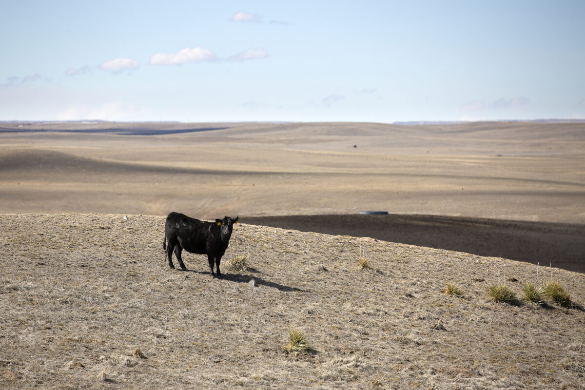 A lone black beef cow standing in a dry field in Wyoming.