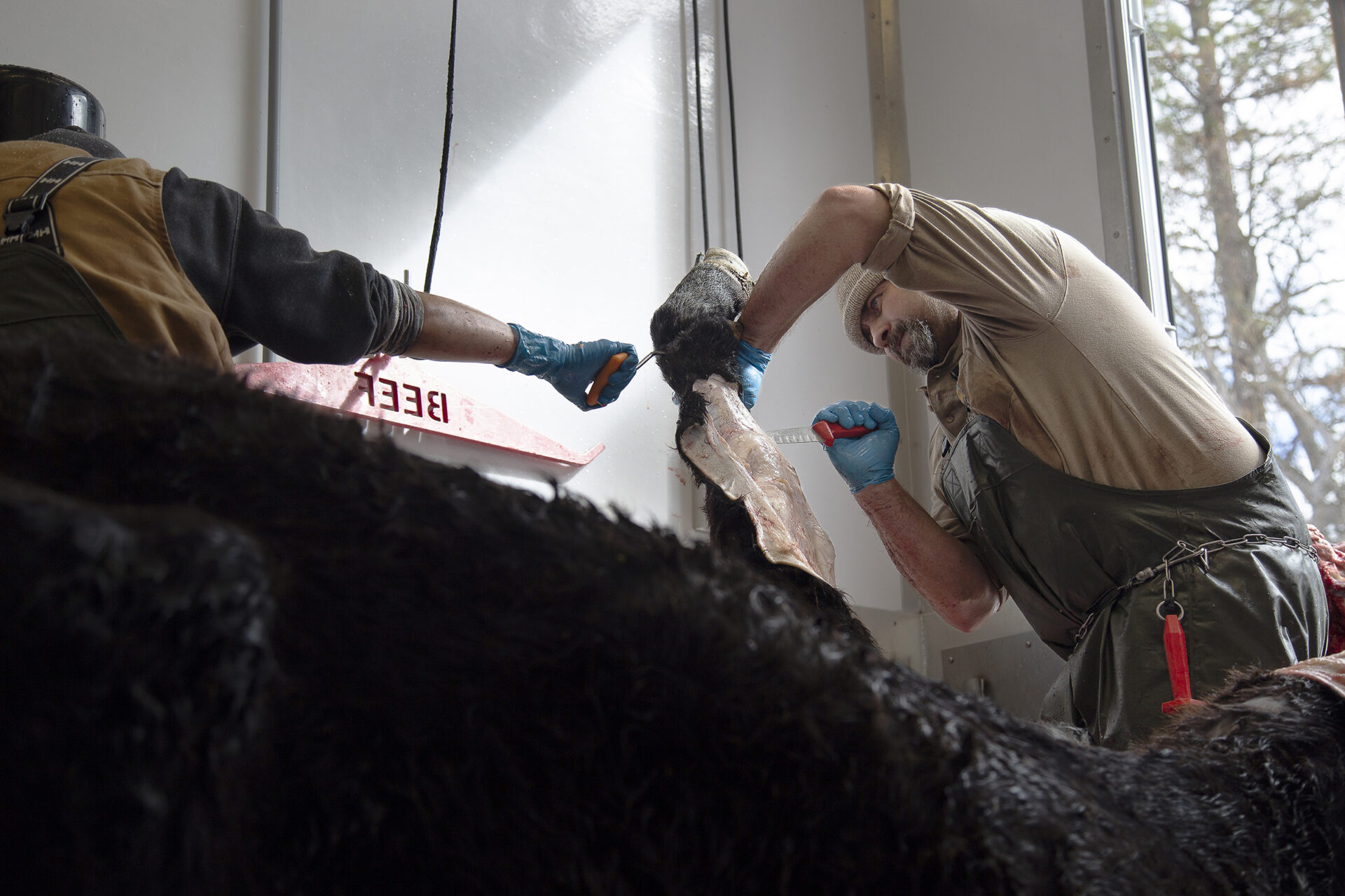 Butcher team skinning a Black Angus beef cow in a Friesla mobile harvest trailer.
