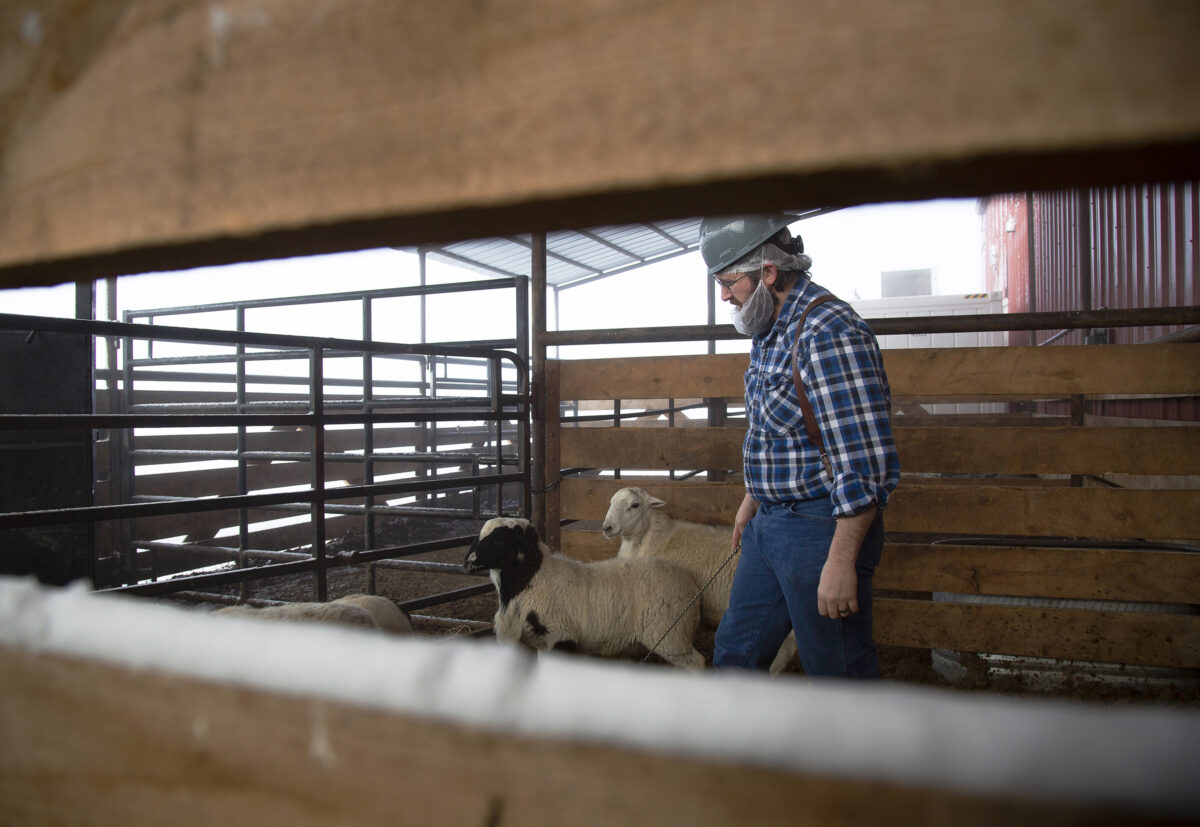 Butcher sorting sheep in a pen using humane animal handling techniques.