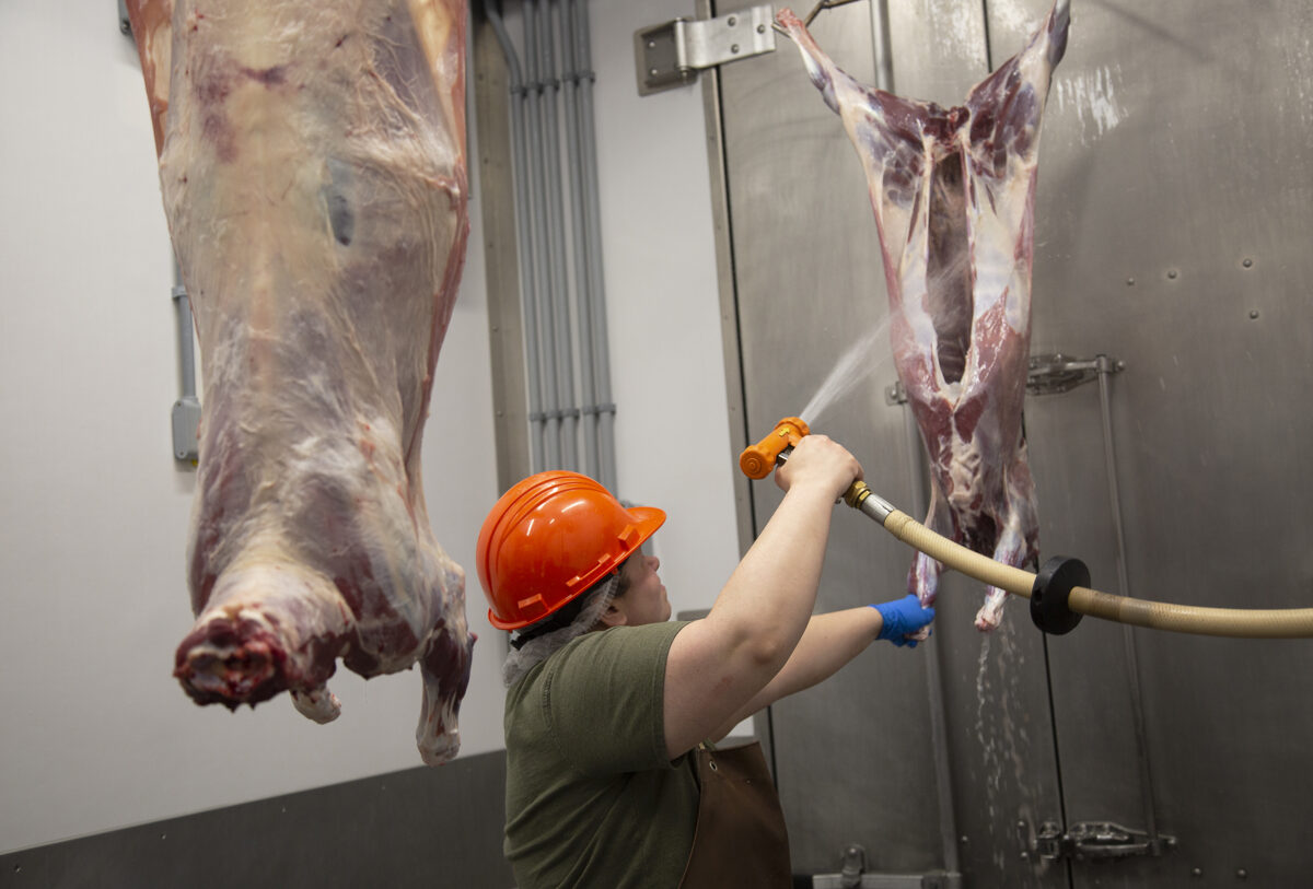 Butcher spraying down a hanging sheep carcass after skinning in a Mobile Harvest Trailer.