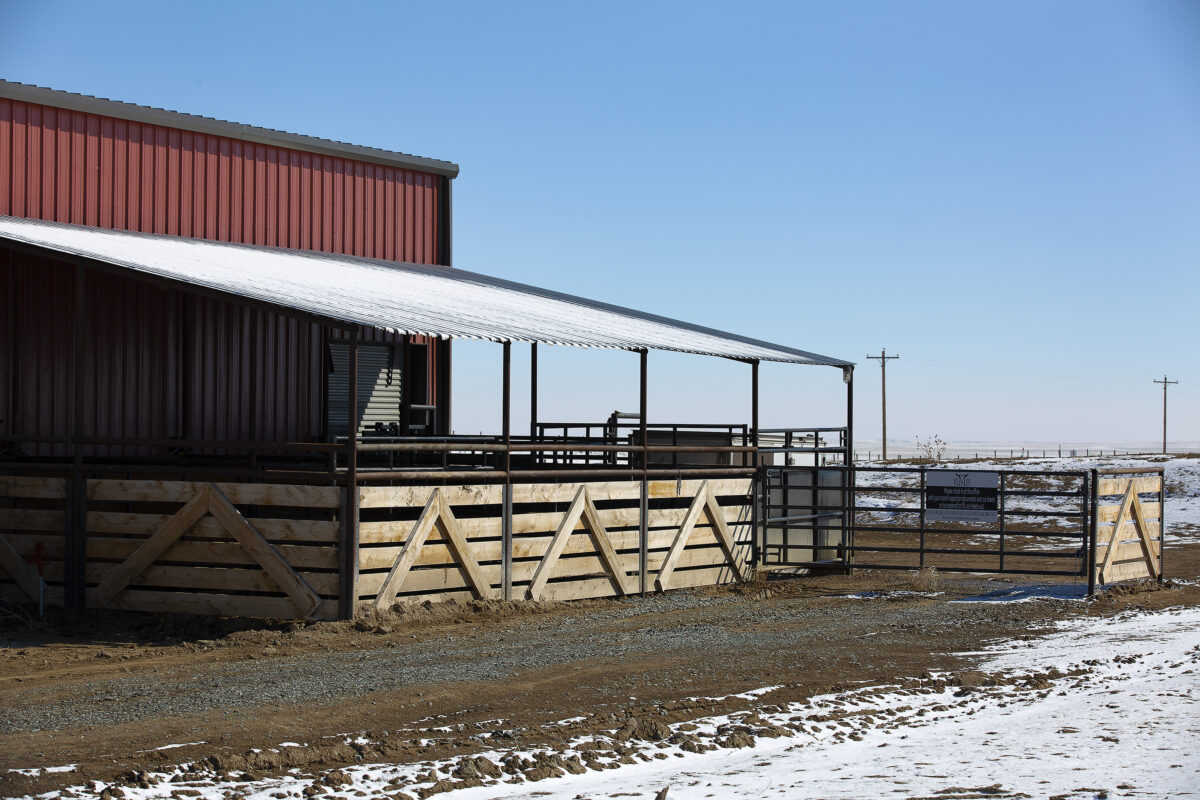 Staging pens outside the Bear Mountain Beef meat processing facility.