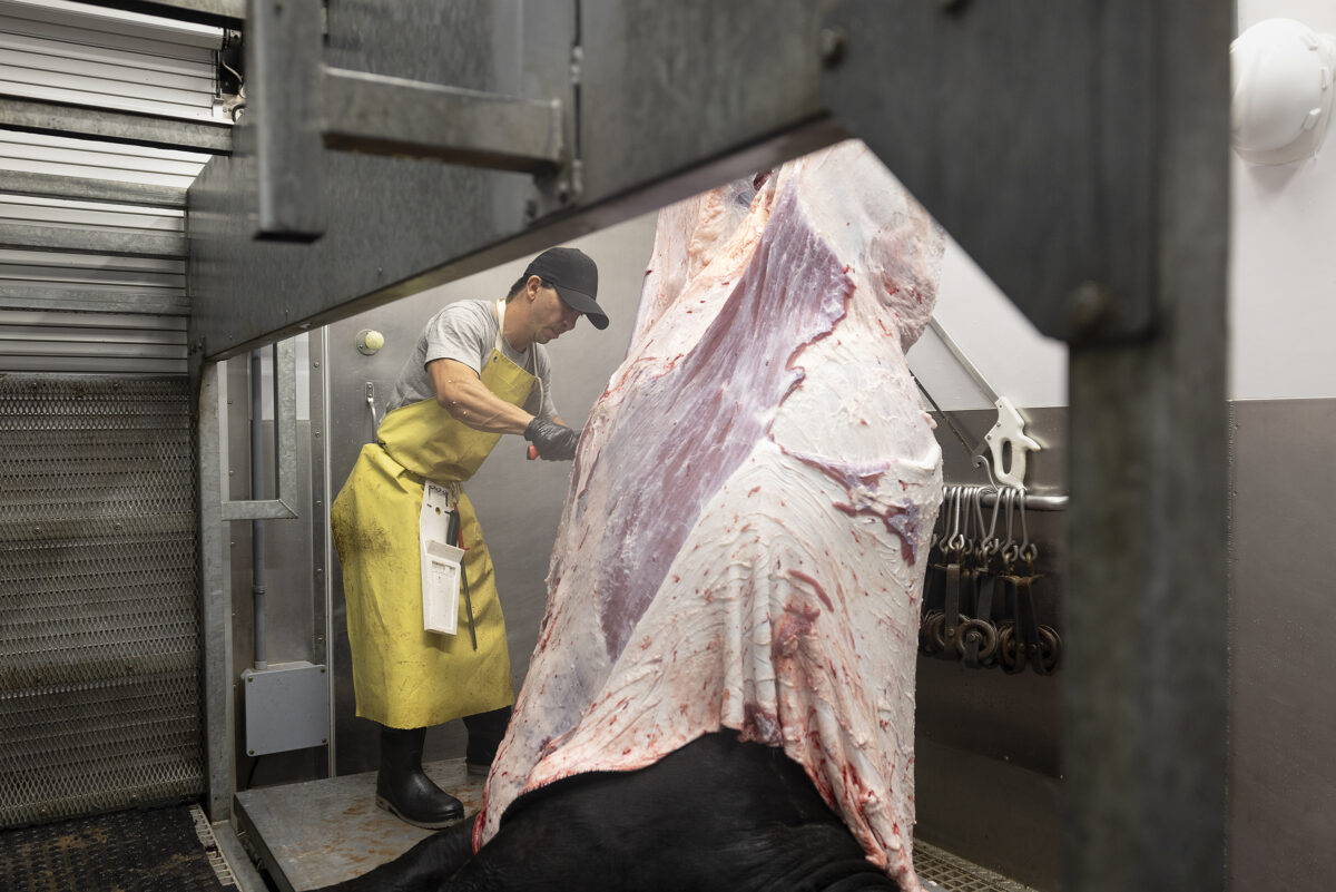 MTXBeef butcher skinning beef carcass in Friesla Modular Harvest unit.