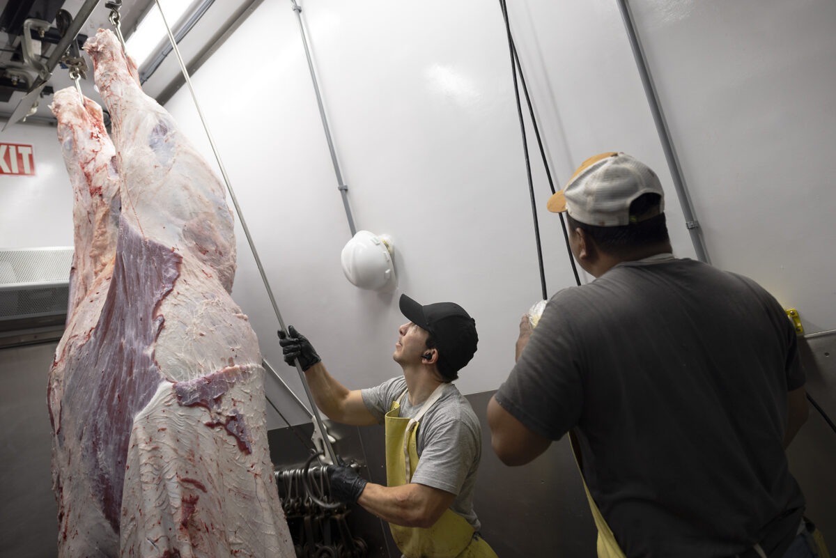 Butcher moves beef carcass along meat rail in MTXBeef's Friesla Modular Harvest unit.