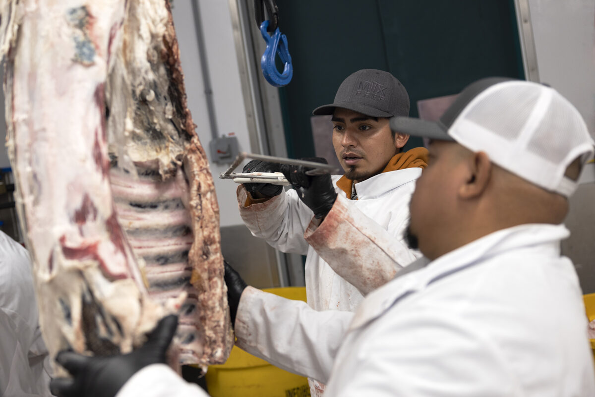 Butcher quartering a beef carcass in Friesla Cut and Wrap module