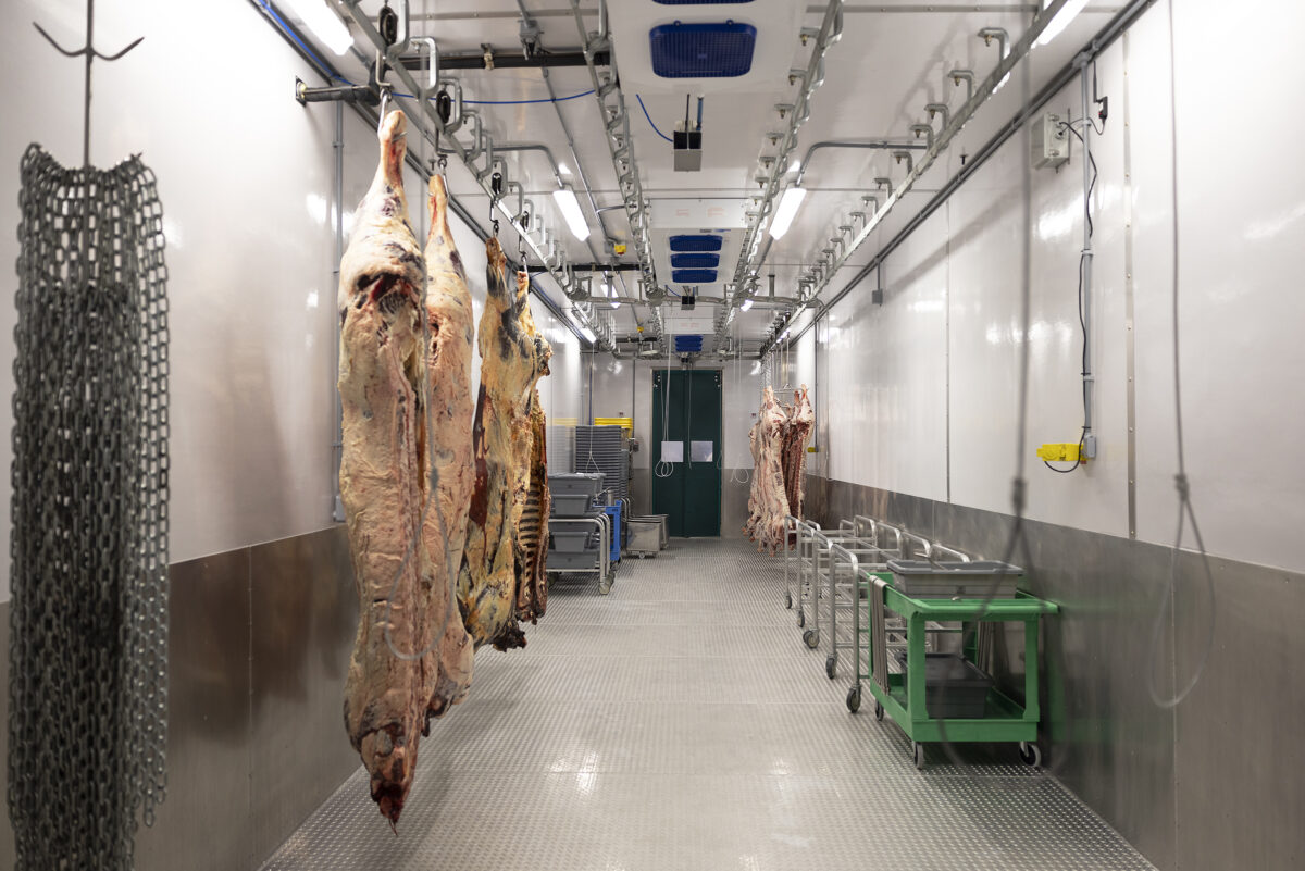 Beef and hog half carcasses hanging in a The Producer Partnership's Modular Carcass Aging Cooler.