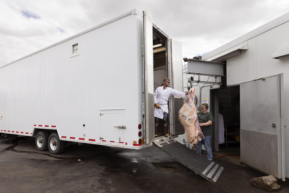 Butchers transfer quartered beef carcasses from a Friesla Mobile Harvest Unit into The Meating Place Butcher Shop.