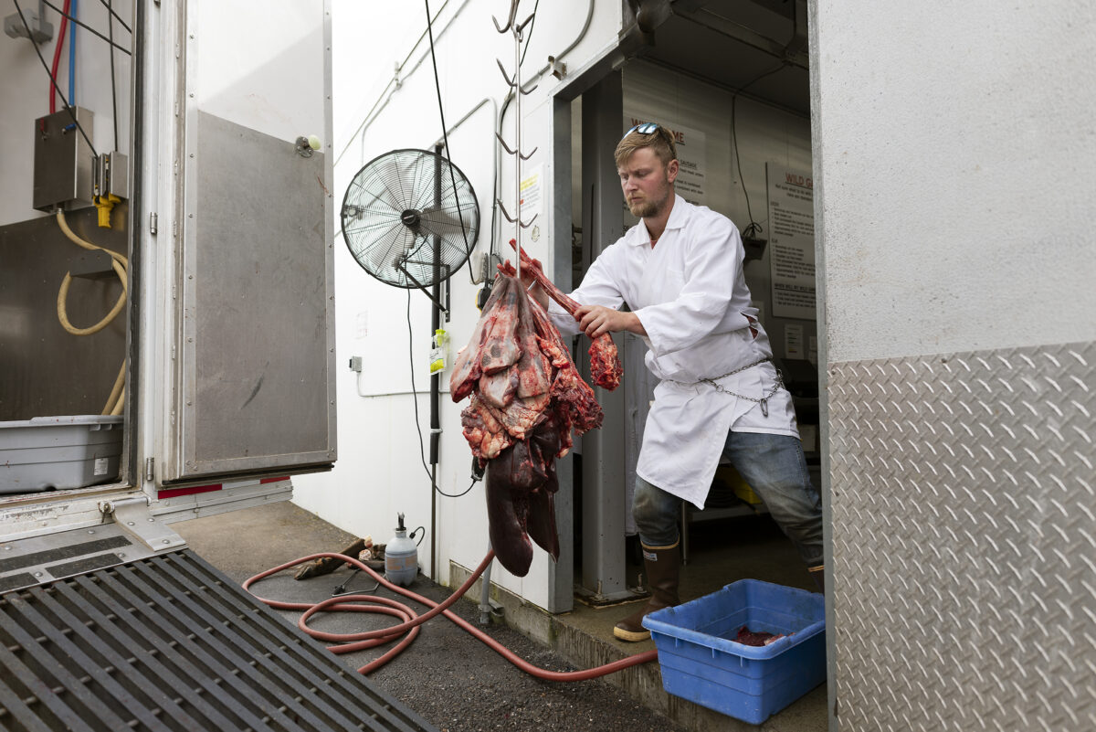 Butcher attaches beef organs to an organ tree for hanging in The Meating Place Butcher Shop cooler.