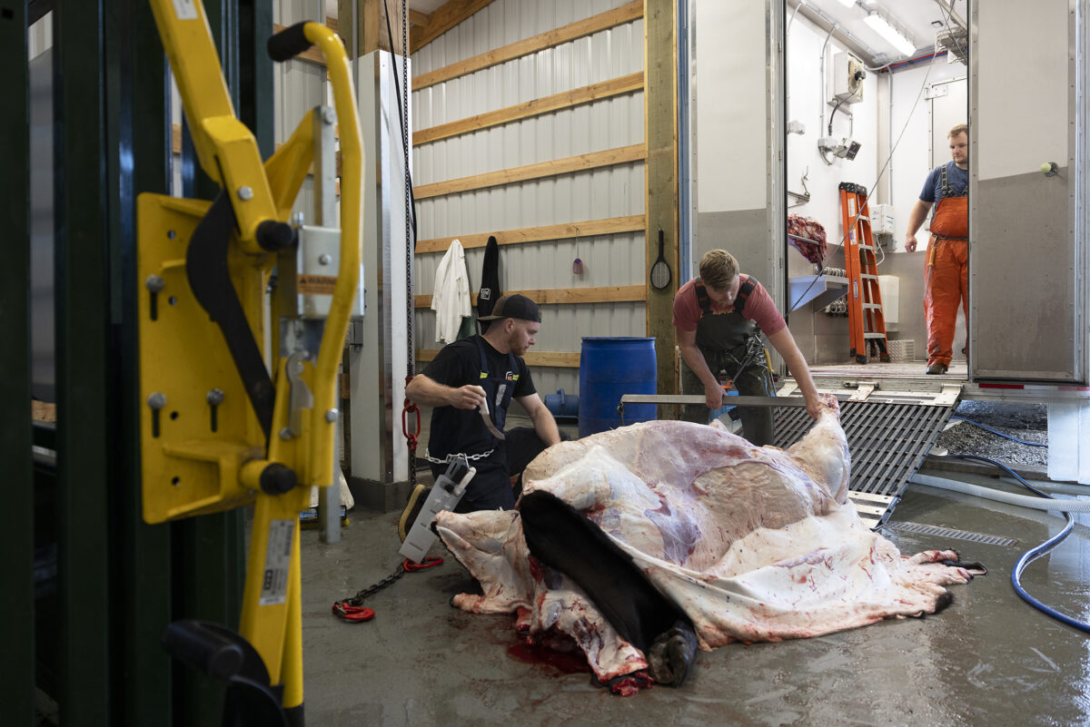 A butcher attaches a gambrel to a skinned beef carcass before bringing into a Friesla Mobile Meat Harvest Trailer.