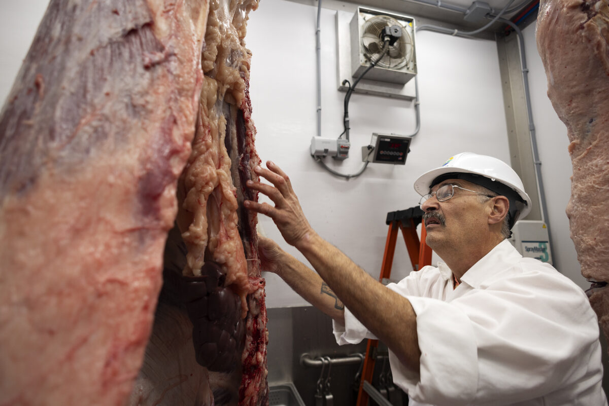 USDA inspector performing an inspection on a hanging beef cow in a Mobile Harvest Trailer.
