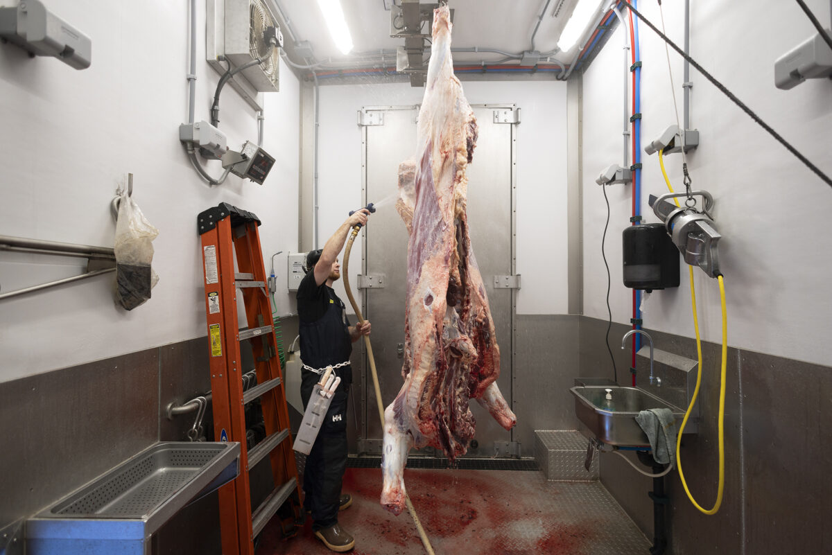 Butcher spraying down hanging beef carcasses after skinning and evisceration in a Mobile Harvest Trailer.