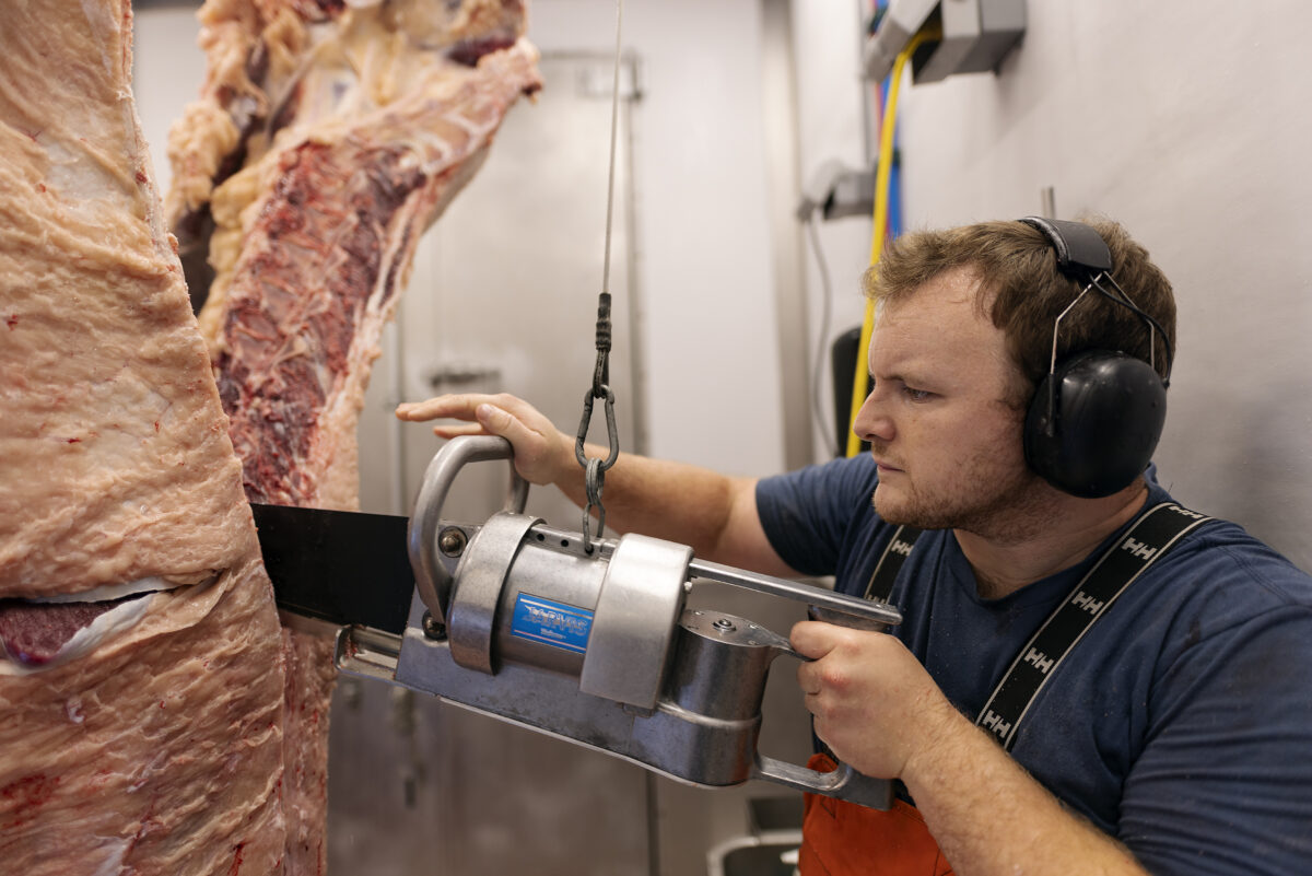 Butcher splitting a beef carcass with a reciprocating saw in a Friesla Mobile Harvest Unit.