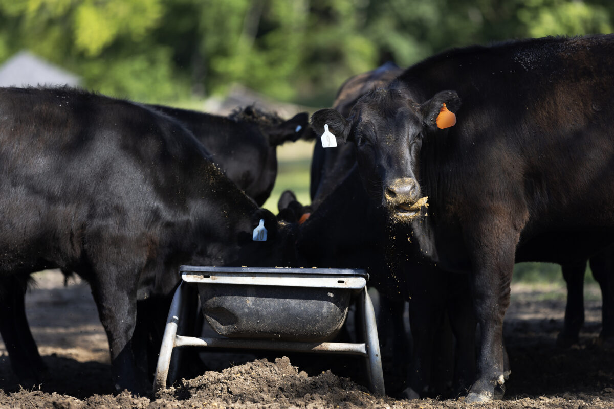 Black beef cows eating feed out of a feeding trough onsite at BRK Meats. 
