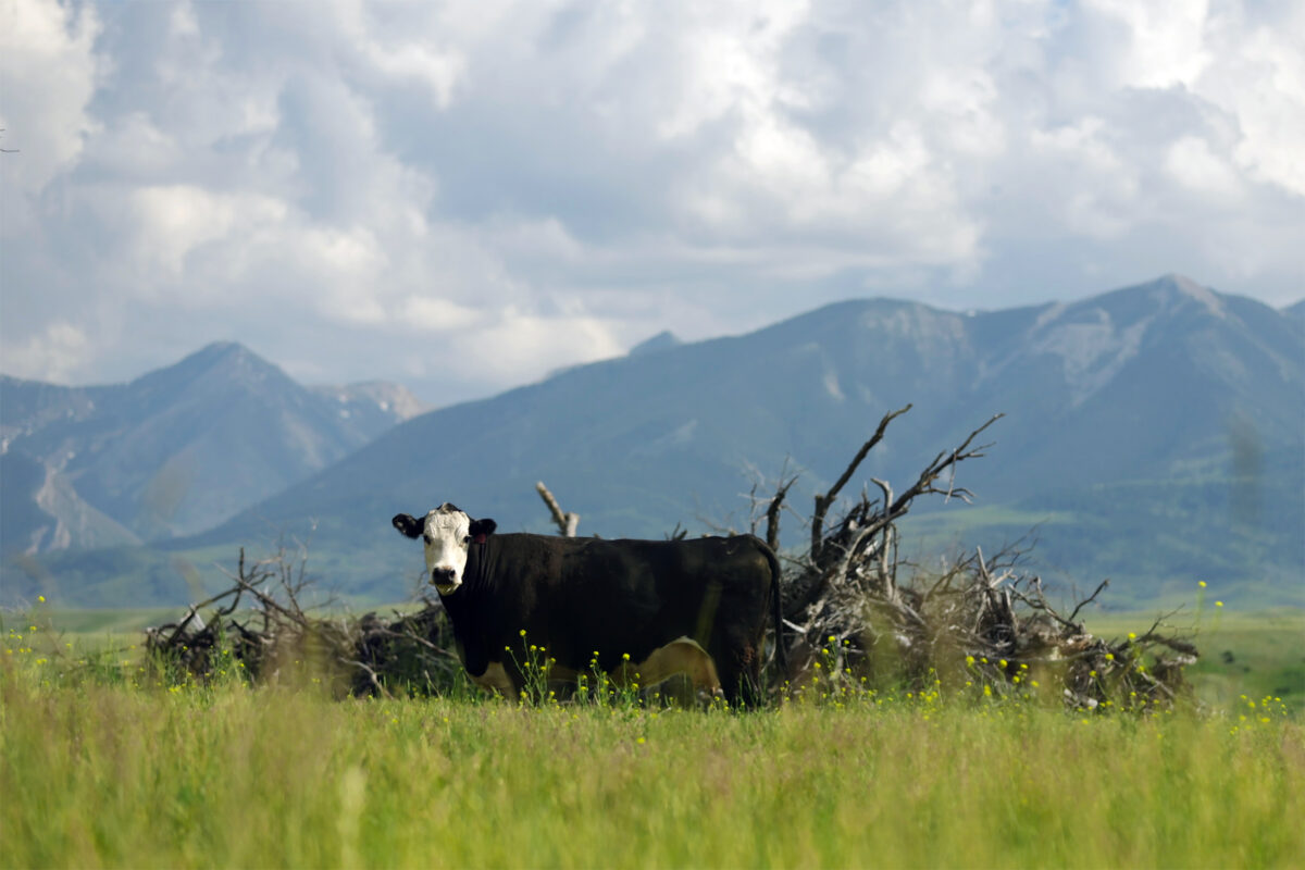 Black and white beef cow standing in a grassy field in the Montanan countryside.