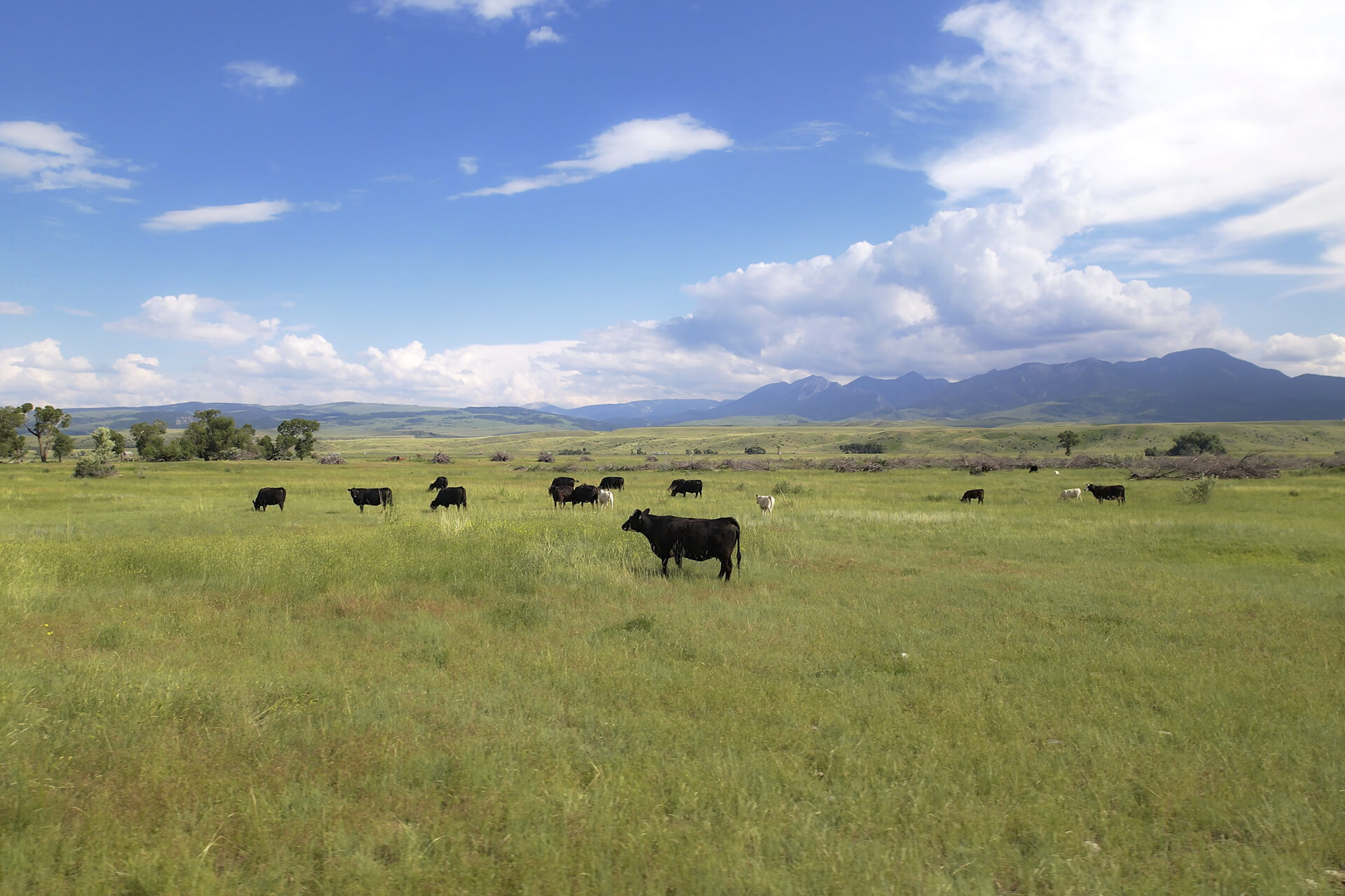 Beef cows grazing in a grassy field in the Montana countryside.