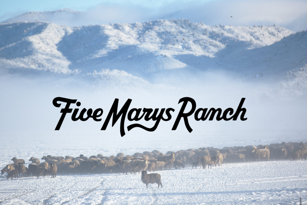 Lambs grazing in a snowy pasture on Five Marys Farms in Fort Jones, California.