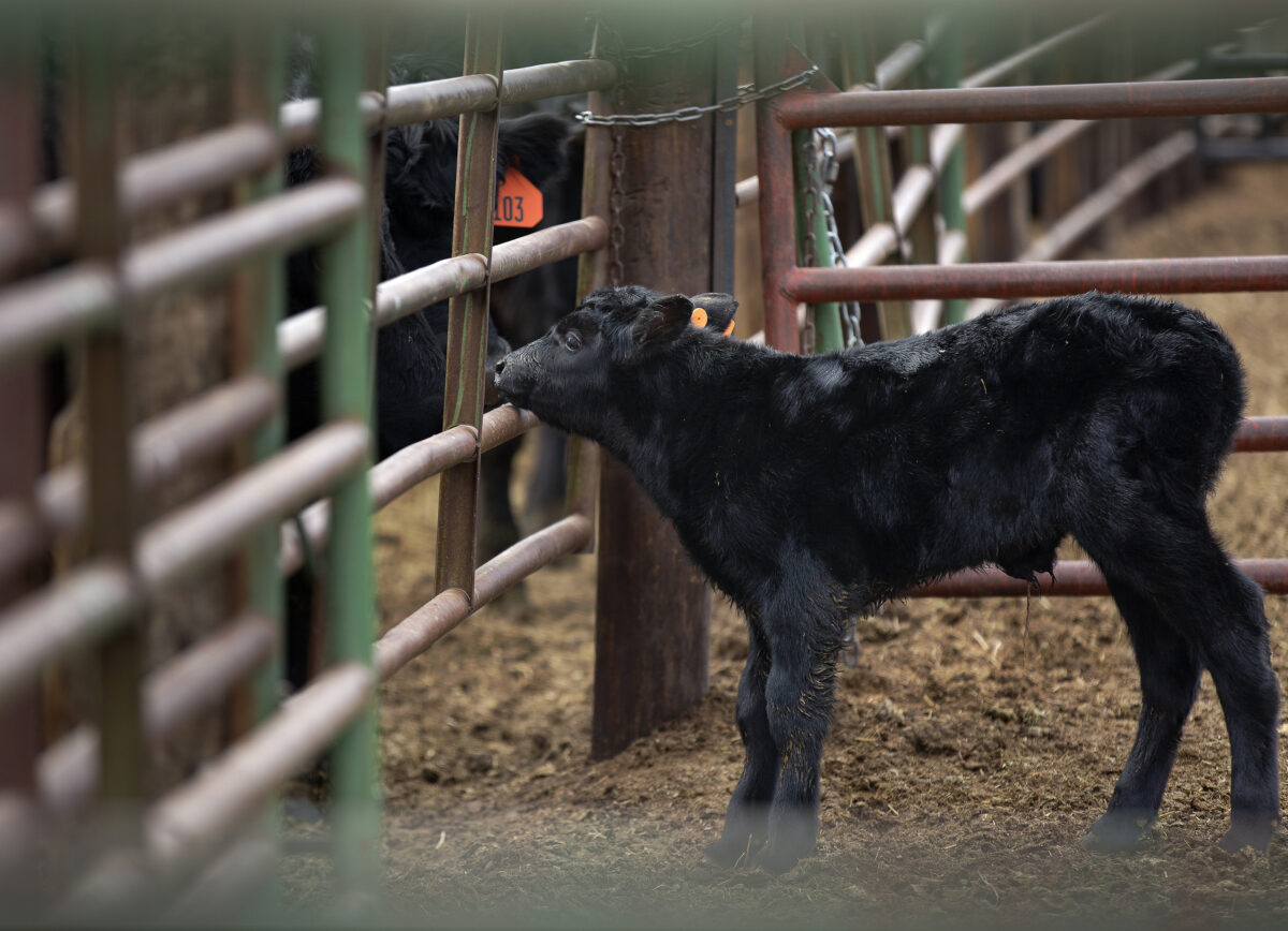 Black calf standing in a staging pen on The Producer Partnership’s ranch.