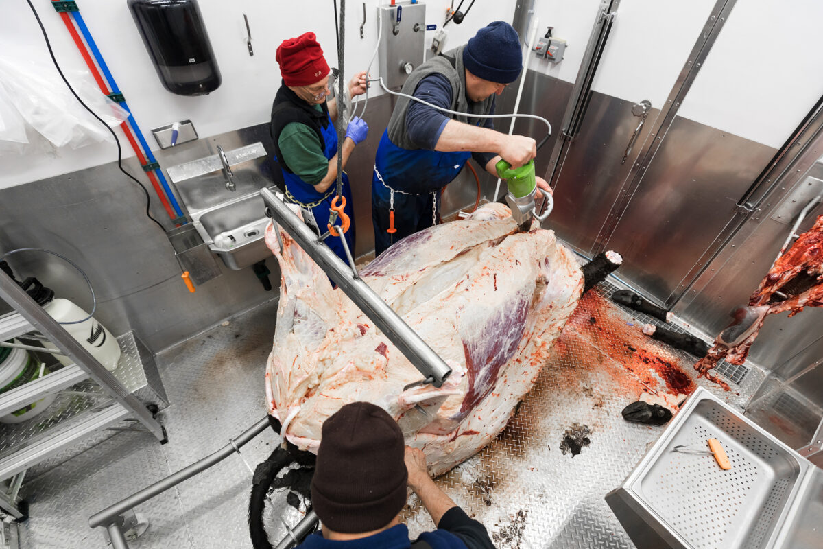 Butcher team uses a spreader bar, skinning cradle and well saw to split a beef carcass in a Friesla Mobile Meat Harvest Trailer.
