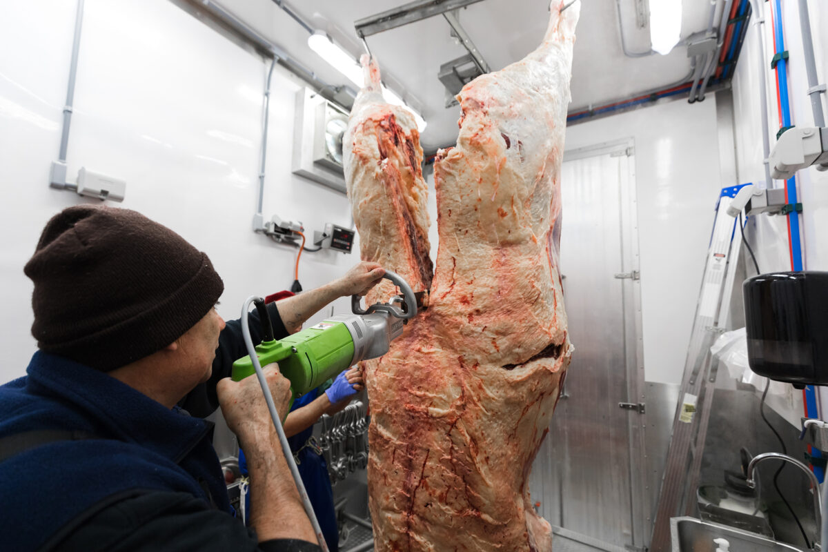 Butcher splits a beef carcass in half in a Friesla Mobile Meat Harvest Trailer.
